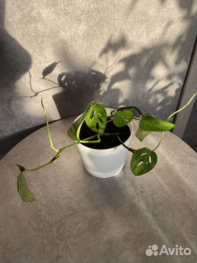 Монстера Манки Маск