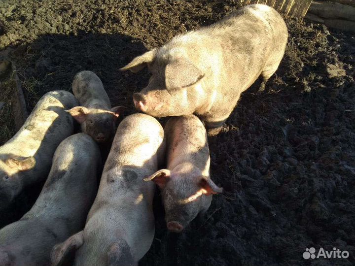 Хрячки - молодцы