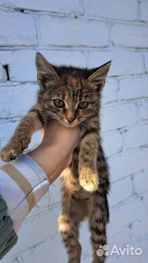 Котята от кошки крысоловки