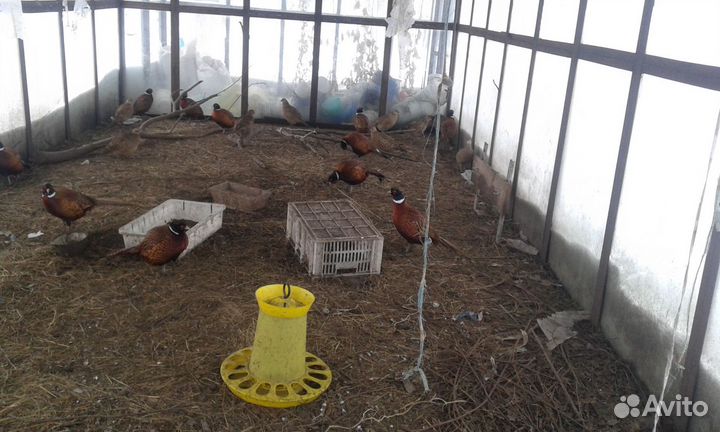 Фазаны, куры, петухи цыплята ия