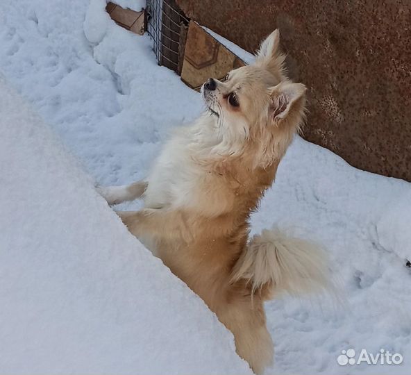 Кобели мини для вязки