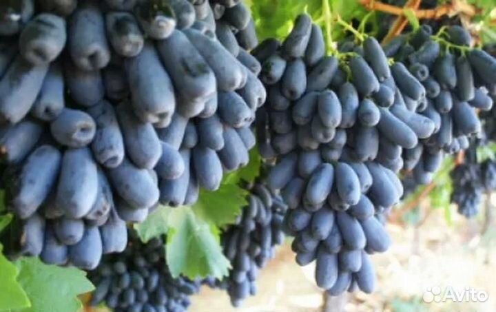 Саженцы винограда Аватар Хэллоуин
