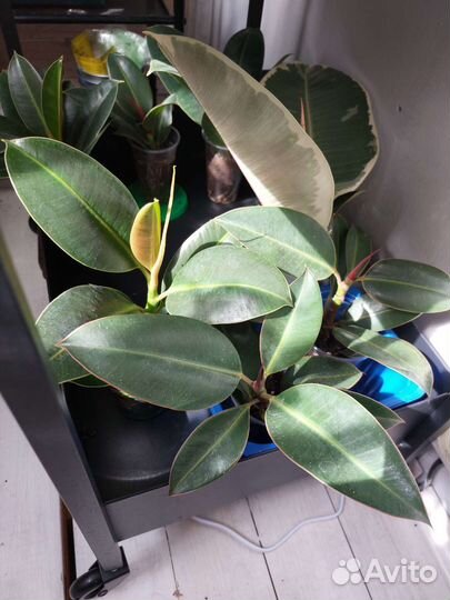 Фикус Лирата Бамбино, Мелани, Тинеке, Замиокулькас