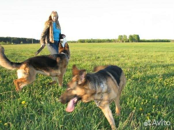 Передержка животных (кошек/собак/грызунов и т.д)