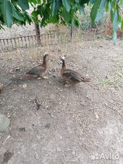 Индоутки мускусные