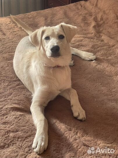 Щенок в добрые руки бесплатно