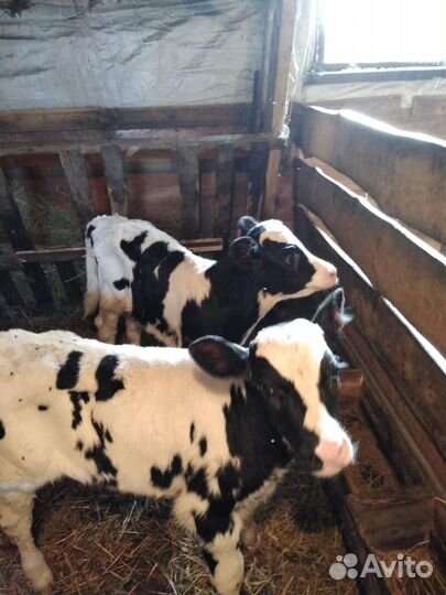 Телята бычки