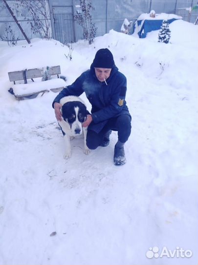 Среднеазиатская овчарка алабай вязка