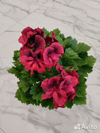 Пеларгония герань