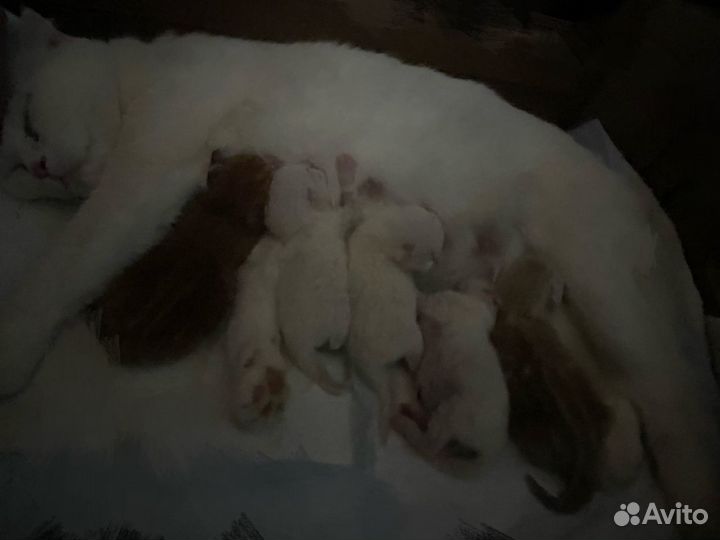 Котята британцы/шотланские