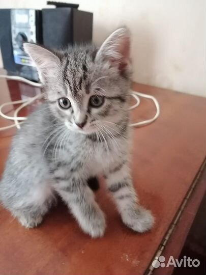 Котята ищут дом и семью