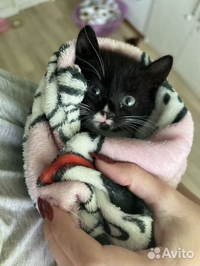 Котенок кошечка в добрые руки отдам