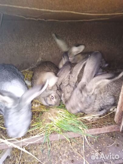 Кролики мясных пород великаны