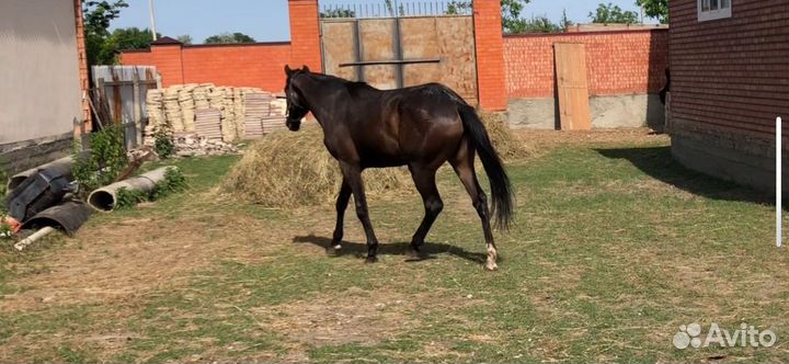 Английская чистокровная кобыла