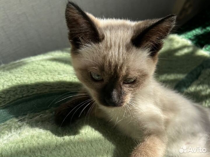 Тайская девочка-метиска