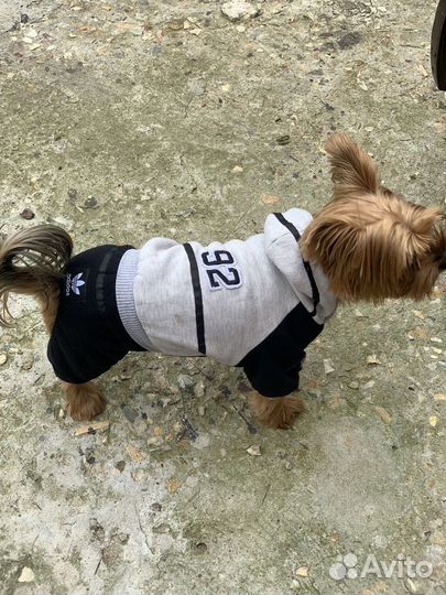 Комбинезоны для мелких пород собак
