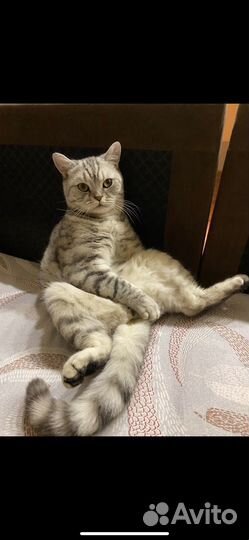 Шотландская