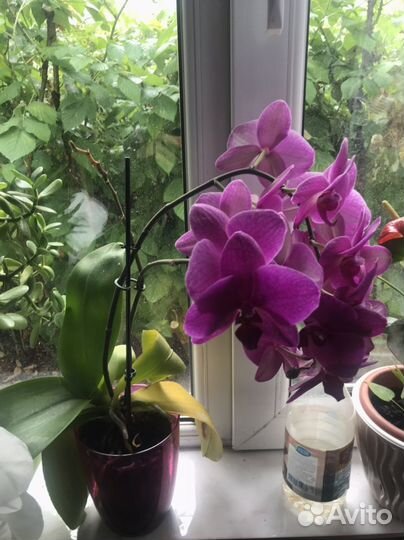 Орхидея