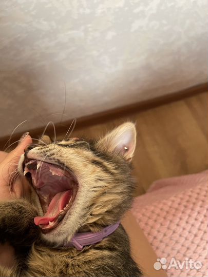 Кот 4 мес в добрые руки