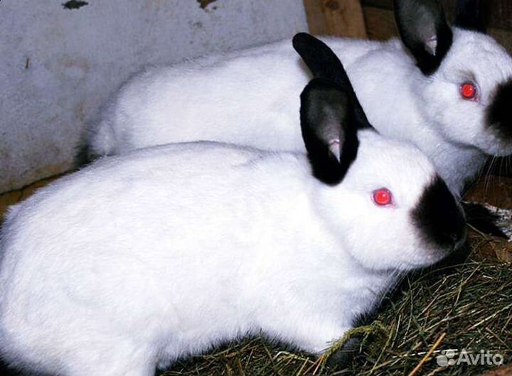 Кролик калифорнийский