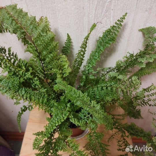 Папоротники сортовые