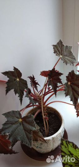 Цветы комнатные