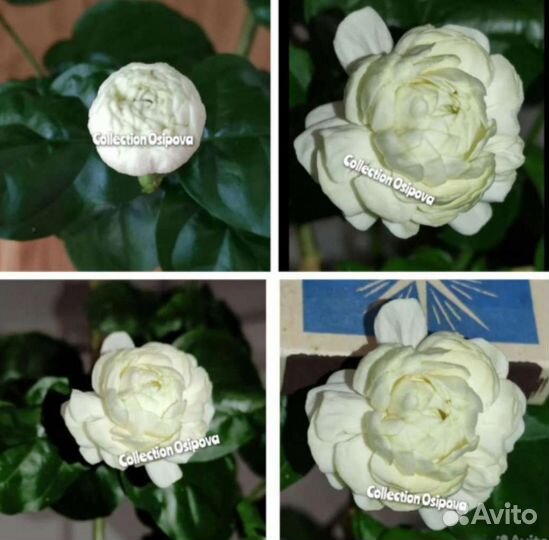 Гардении сортовые. Жасмин Гранд Дюк и др