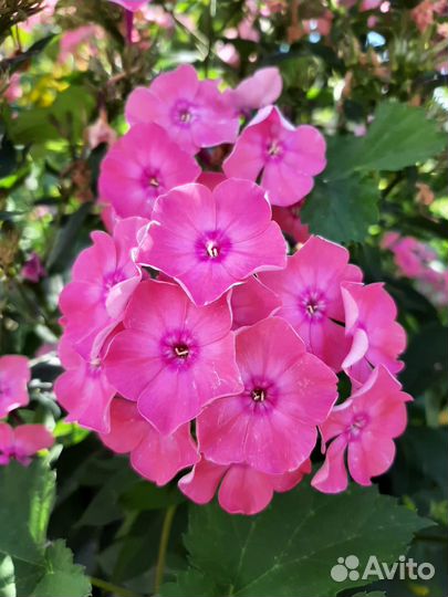 Фиалка, Флоксы, Хризантемы