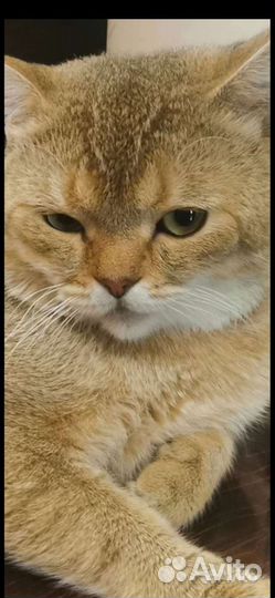 Кот на вязку золотая шиншилла
