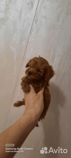 Тикап той-пудель редбраун, красные