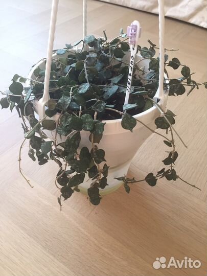 Хойя curtisii. Кринкл-8