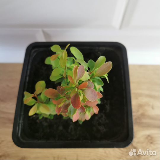 Барбарис карликовый