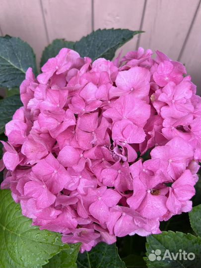 Гортензия крупнолистная саженец