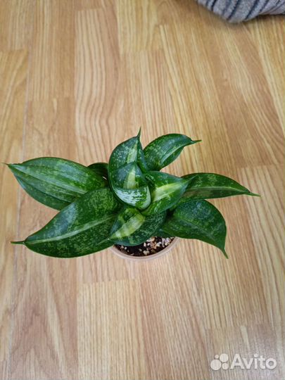 Сансевиерия сортовая 7