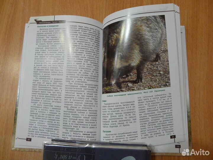 Млекопитающие горного Крыма