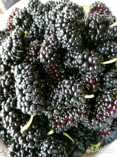 Саженец шелковицы крупной черная и белая