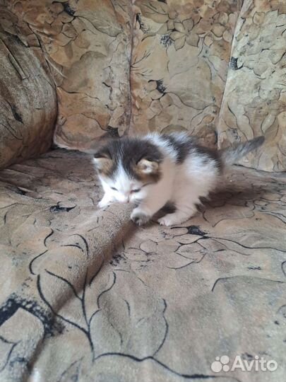Котёнок 1 месяц девочка