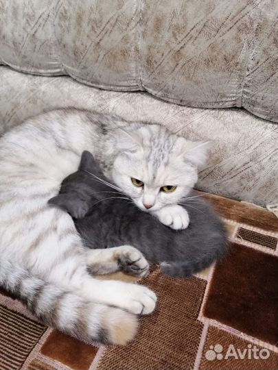 Котята в добрые руки бесплатно мальчик