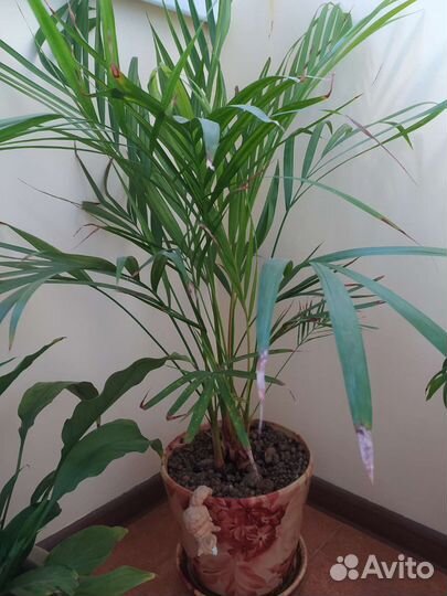 Пальма Хамедорея в керамических горшках