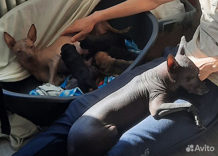 Ксоло мексиканская голая собака девочка медео