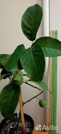 Павловский