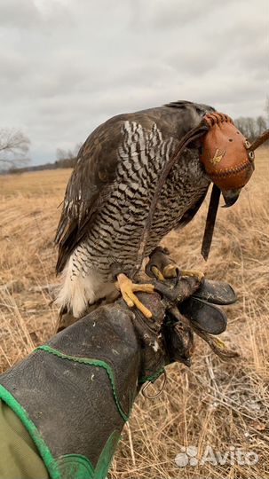 Хищные птицы