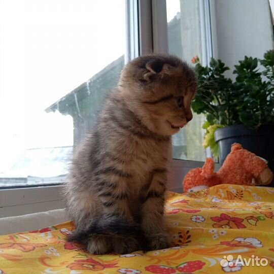 Шотландские котята