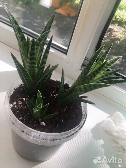 Комнатные цветы