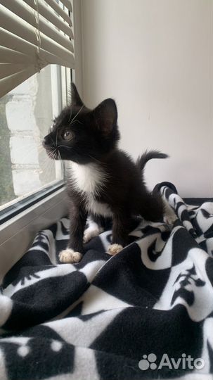 Котенок девочка бесплатно