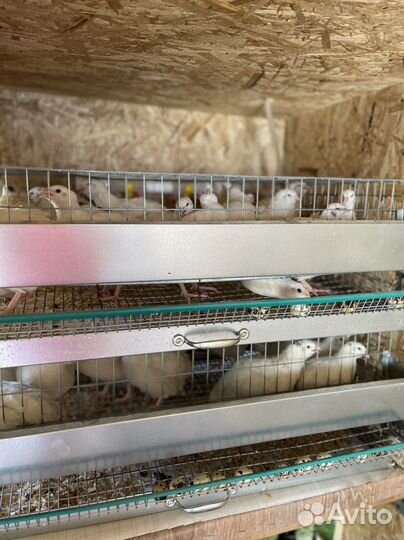 Перепелки несушки