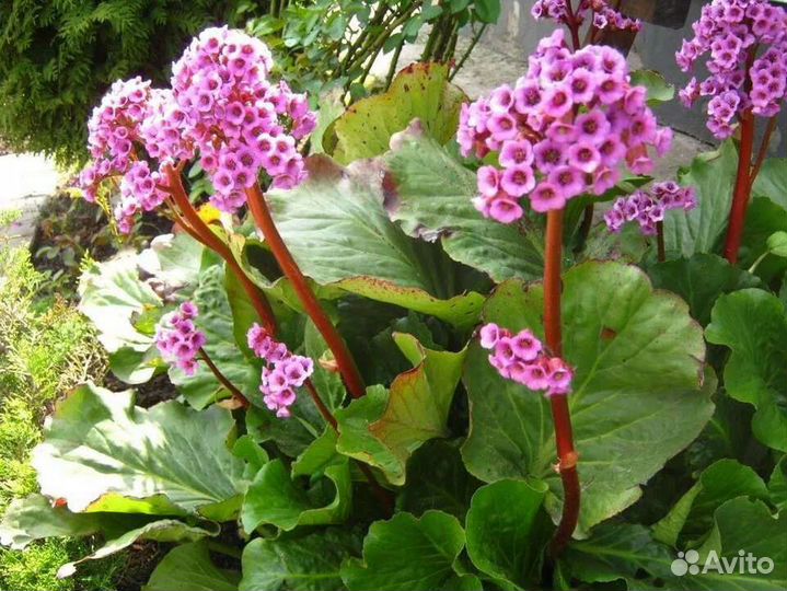 Бадан (Бергения) Слоновьи уши