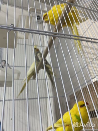 Попугай карелла самец