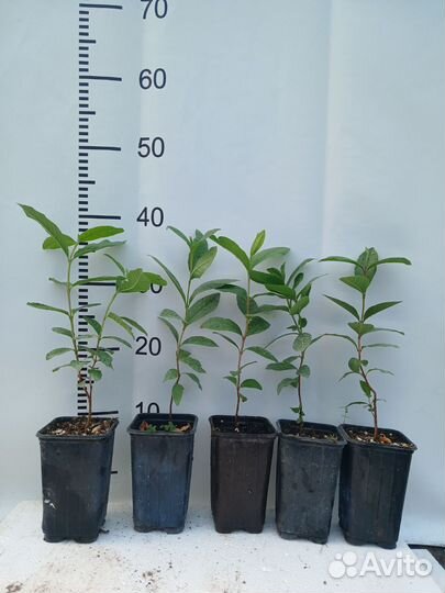 Гуава крупноплодная