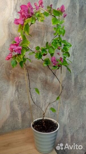 Взрослое растение Бугенвилия